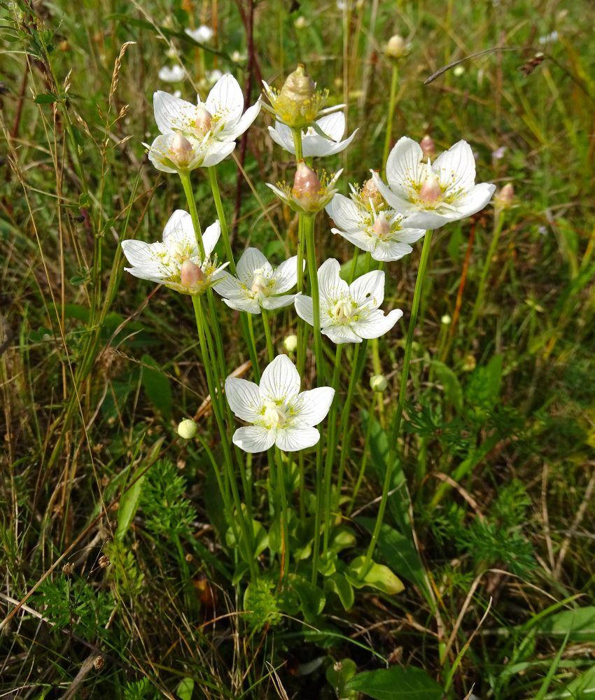 Parnassia